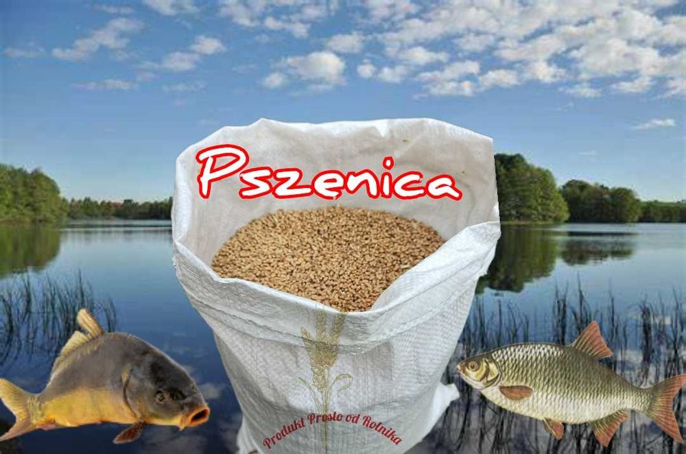 Pszenica Pakowana w worki 25 kg Wysyłka natychmiast Inpost