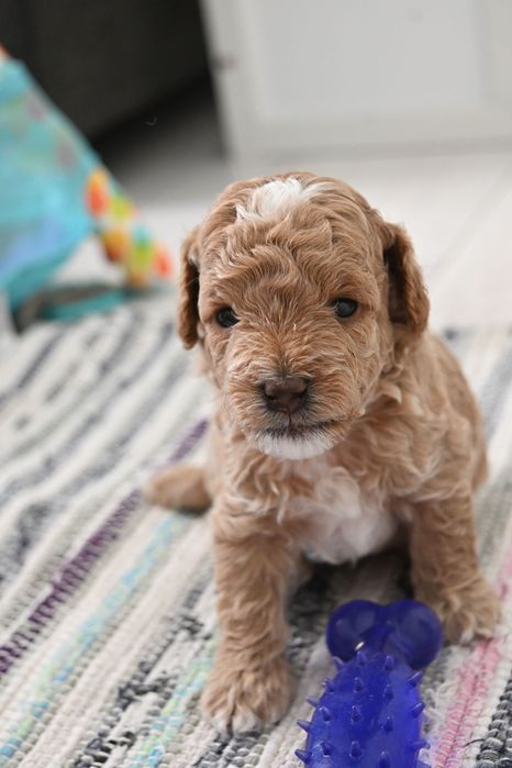 Maltipoo f1b chłopak