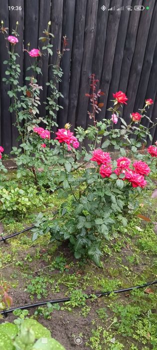 Розы букеты на праздник