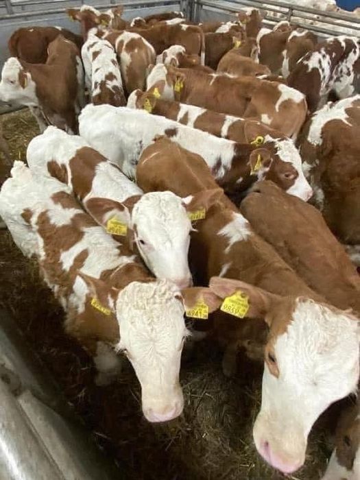 Cielaki SM LM NBC – odchów mięsny, faktura