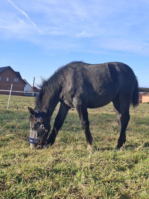 Siwa klaczka rasy ślaskiej