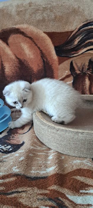 Висловухий окрасі блюпоінт шотландець обробка блохи глисти