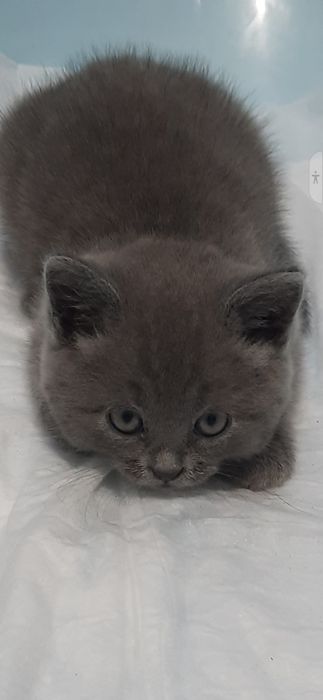 Продам британське кошеня