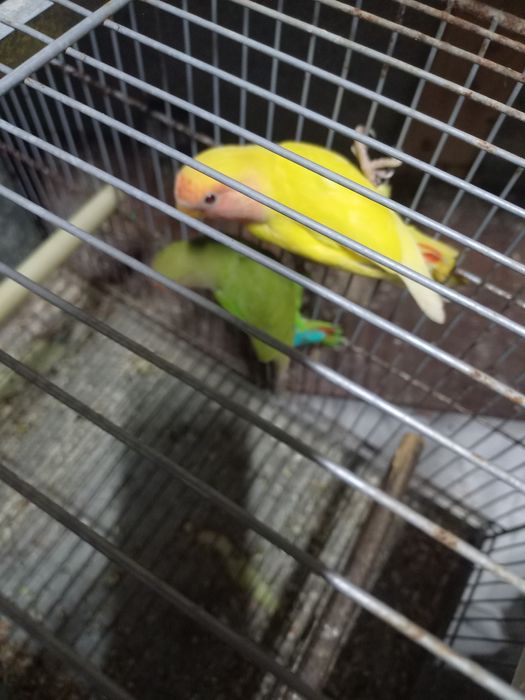 Agapornis roseicollisn