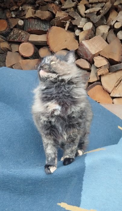 Безкоштовно котуся