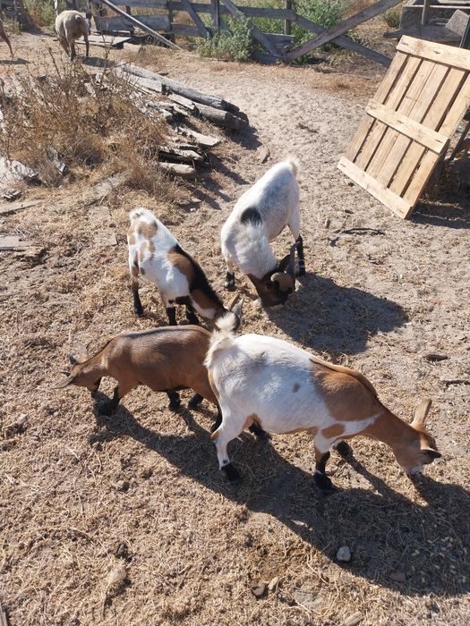 Cabras grandes e pequenas