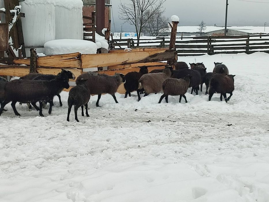 Продається вівці.