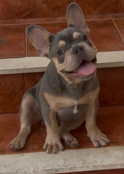 Bulldog frances macho