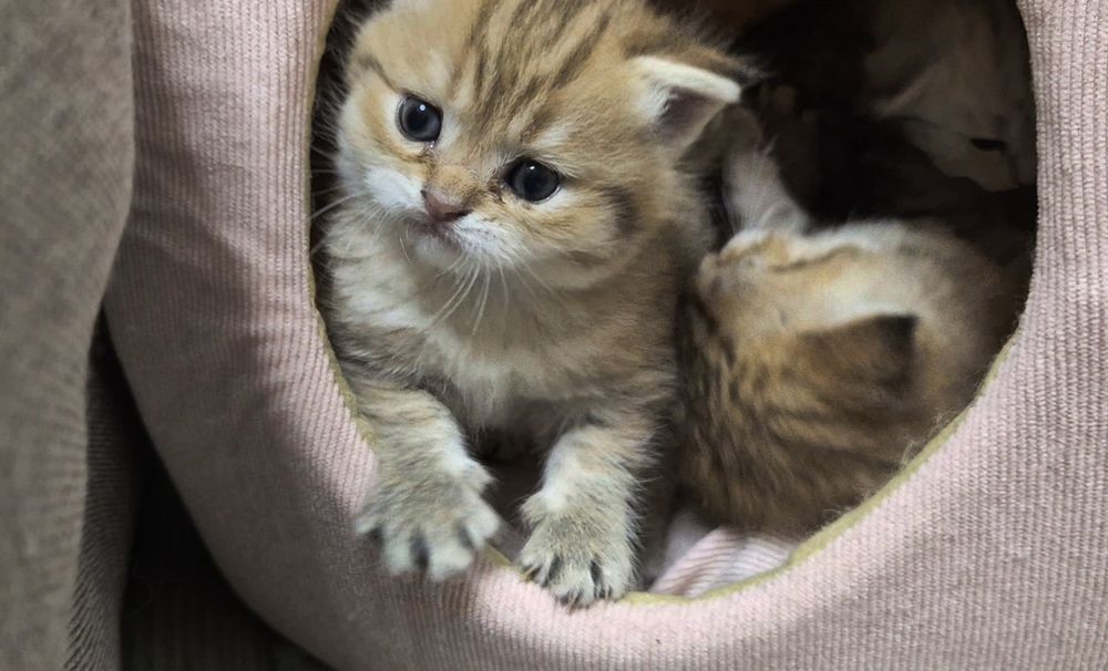 Шотландские котята вислоушки и прямоушки 3 девочки и мальчик