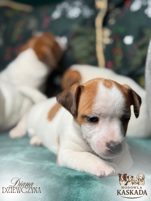 Jack Russell Terrier gotowe do odbioru
