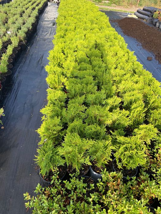 Danica tuja kulista Thuja occidentalis