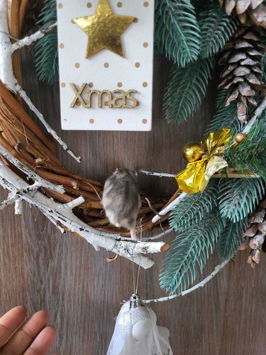 Хомячки джунгарские