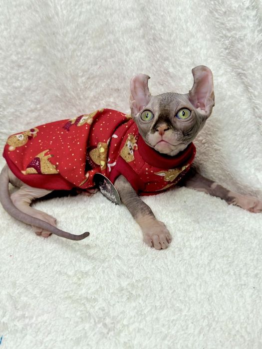 Девочка эльф с родословной