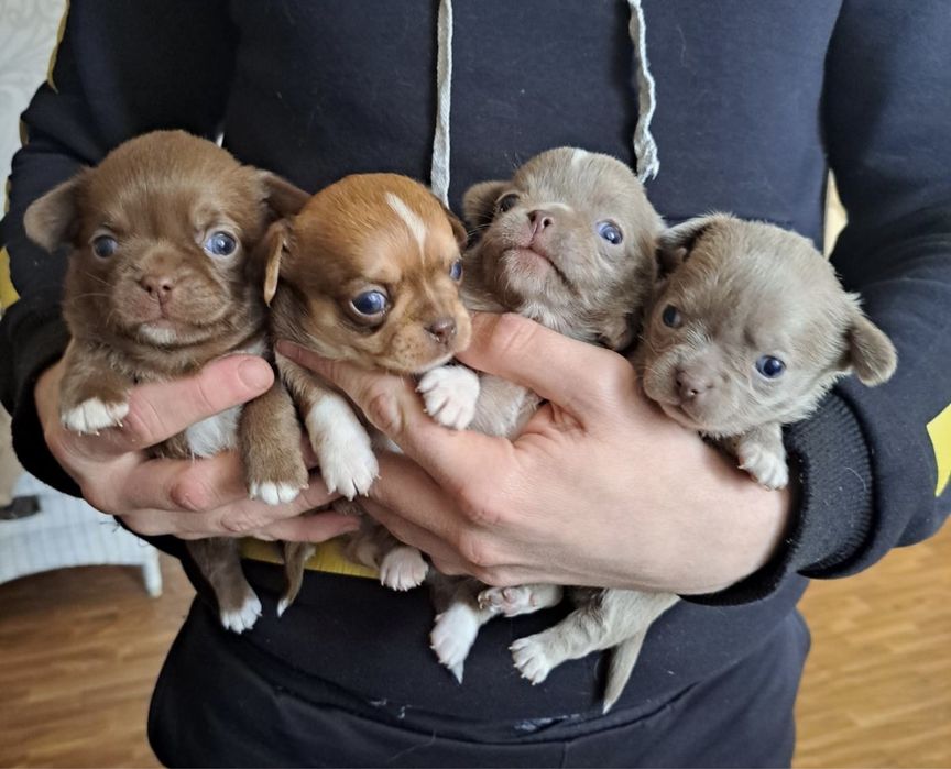 Щенята Чихуахуа.