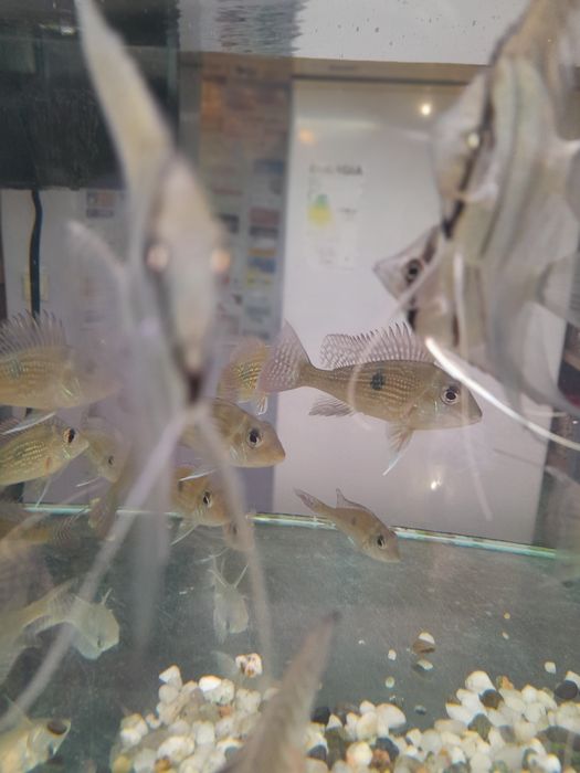 Ziemiojad geophagus  sveni 8-10cm