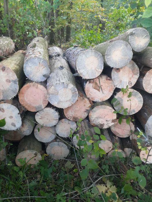 drzewo opal twarde miękkie