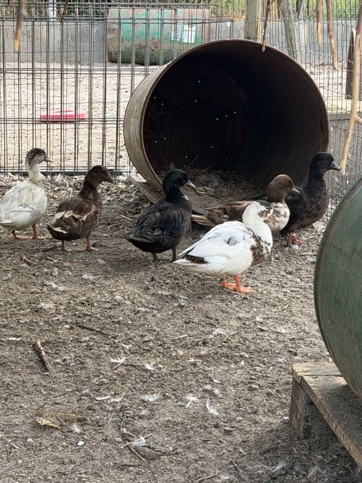 Patos call duck ou mignons