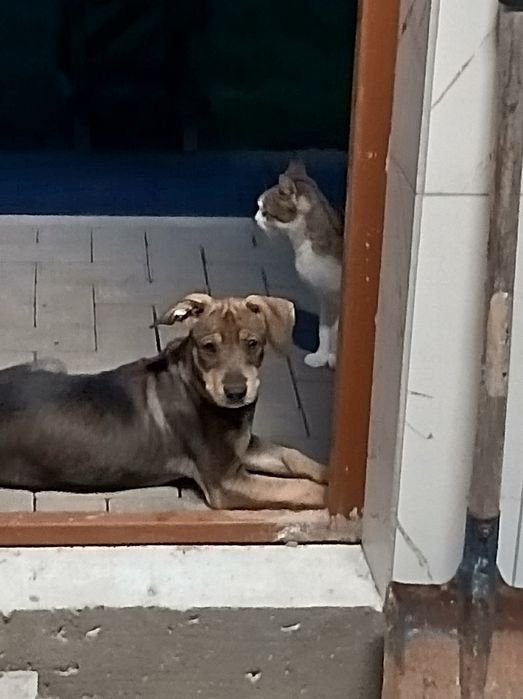 Oddam pieska, za darmo