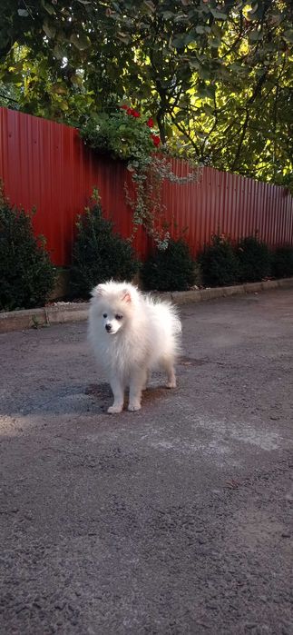 В'язка померанський шпіц м. Горохів
