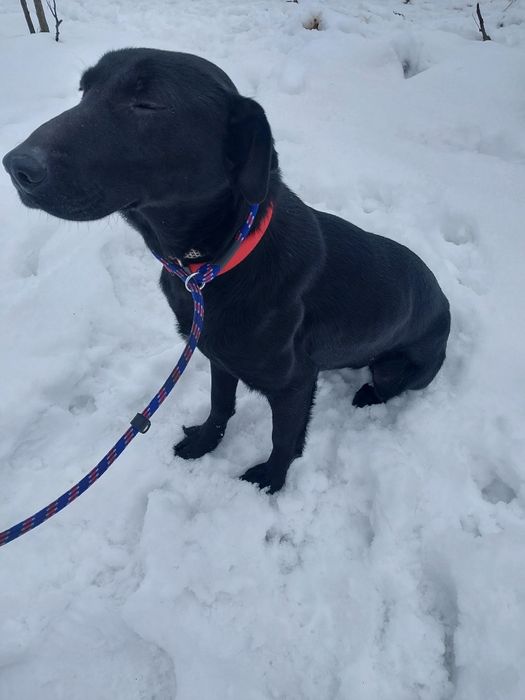 Oddam za darmo bezdomna ,dużą ,młodą suczke sterylizacja gratis.