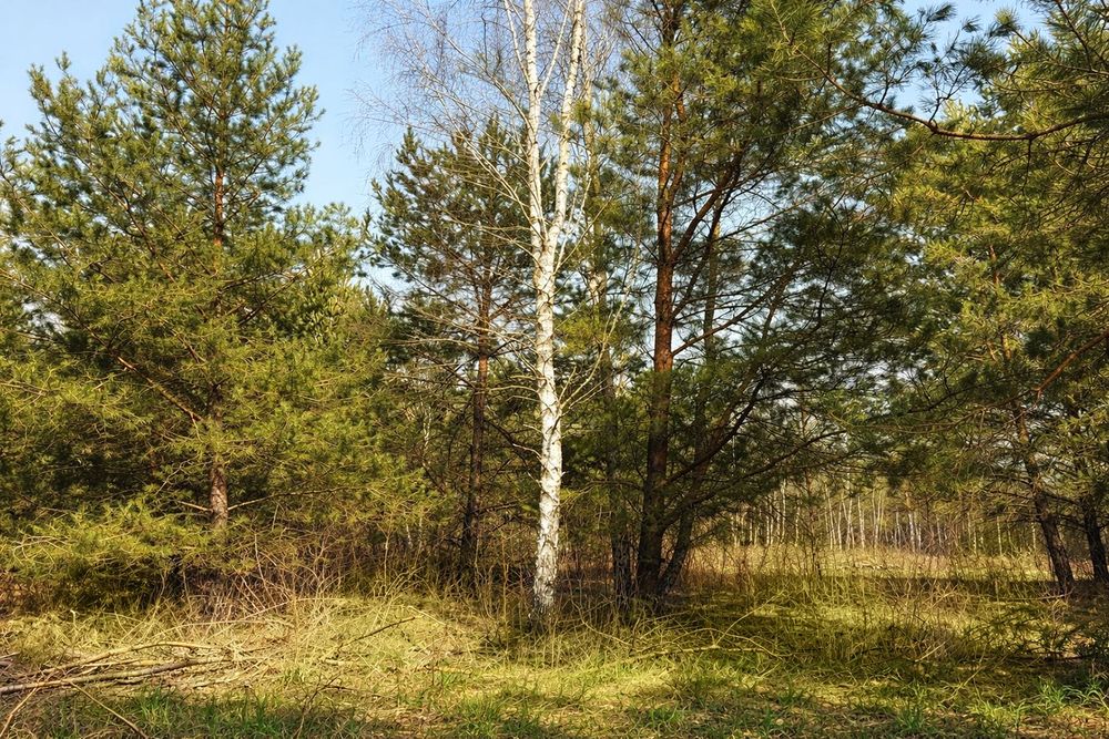 Działka w Uwielinach, w gminie Prażmów pod Warszawą. 1013 m kw. - Widok 3
