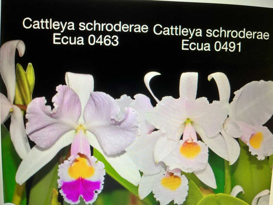 Каттлея  орхидея  mossiae  schroederae