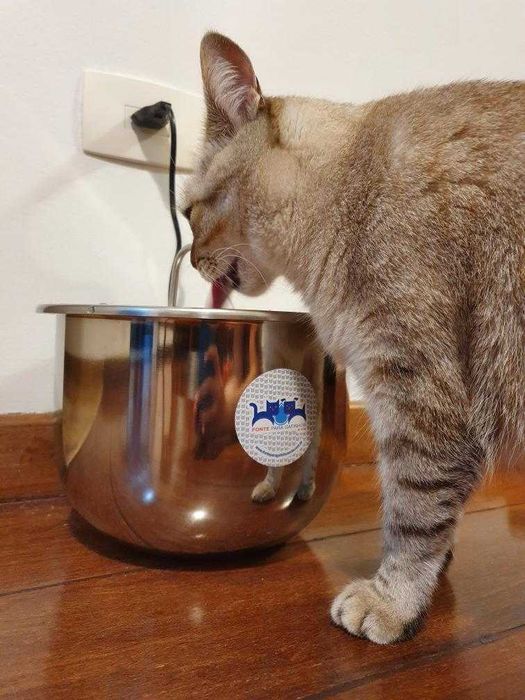 Bebedouro Fonte automática de água para cães e gatos 100% Inox - 4 litros