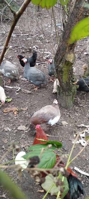 Kaczor indyjski, koguty, perliki