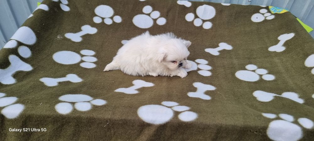 Pequinês macho branco