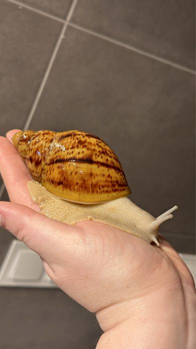 ślimaki afrykańskie  Archachatina  Marginata Ovum