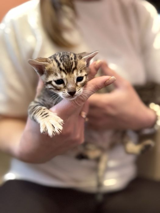 Бенгальські котята