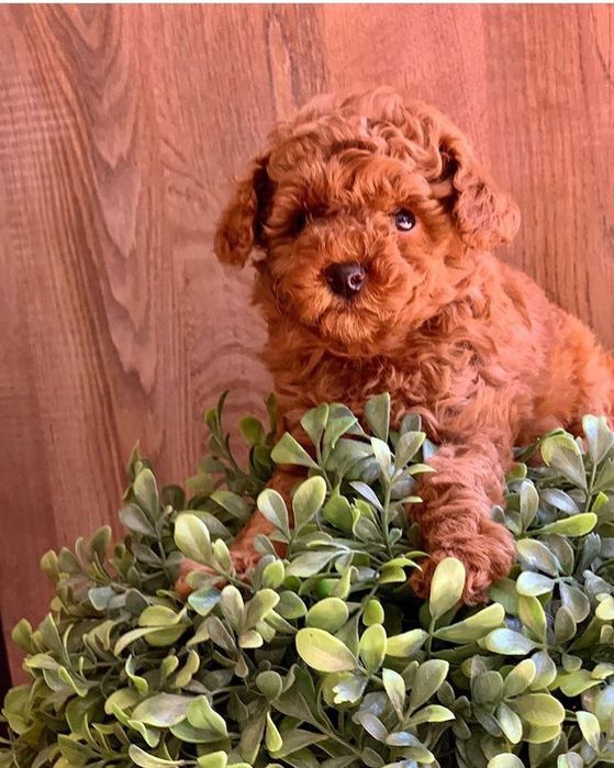 Красиві та доглянуті цуценята той-пуделя