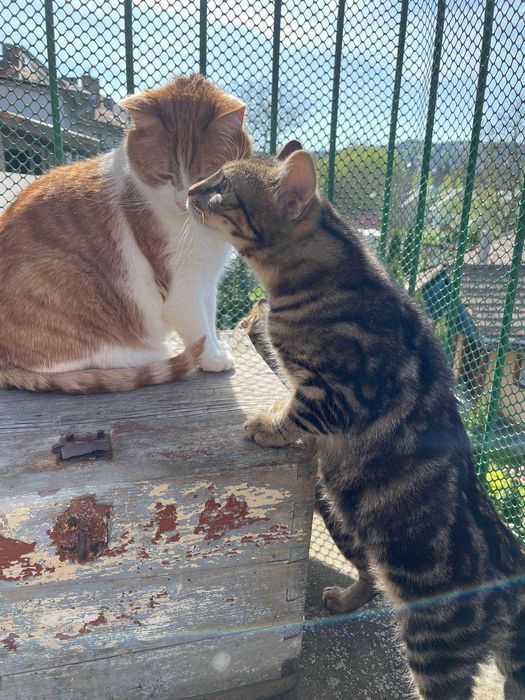 Bracia buraski szukają domu