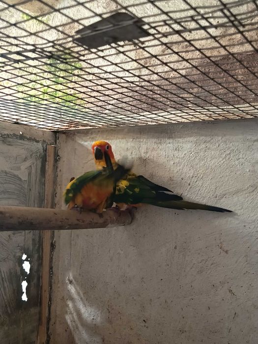 Casal aratingas sol( não aceito trocas)