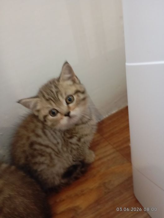 Продам Чудові кошеня