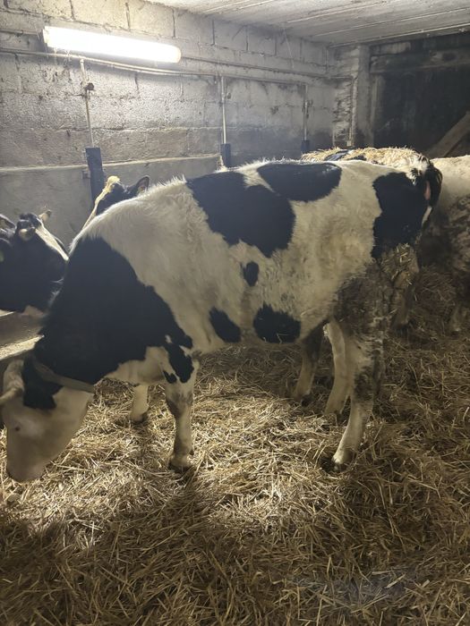 Jałówki wysokocielne