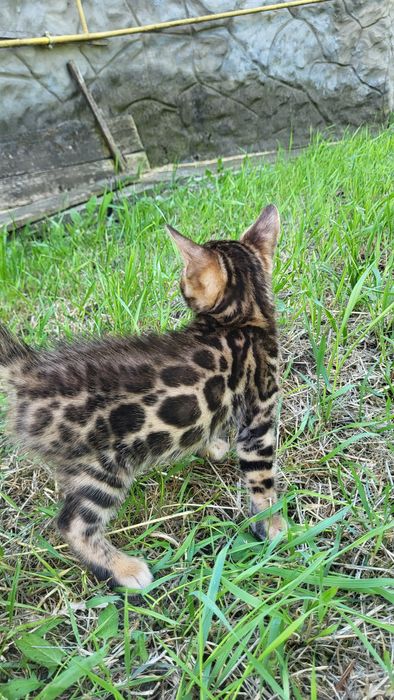 Бенгальские котята wcf