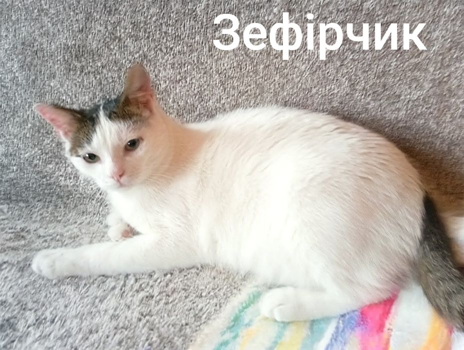 Котик Зефірчик в люблячу родину.
