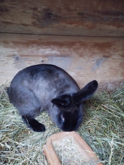 Królik kuna wielką brązowa (KWB) samiec