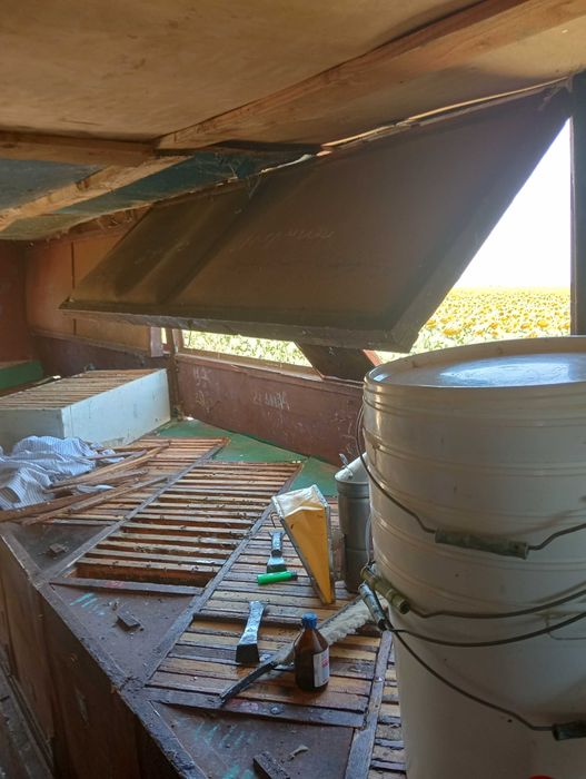 продам бджолосімї