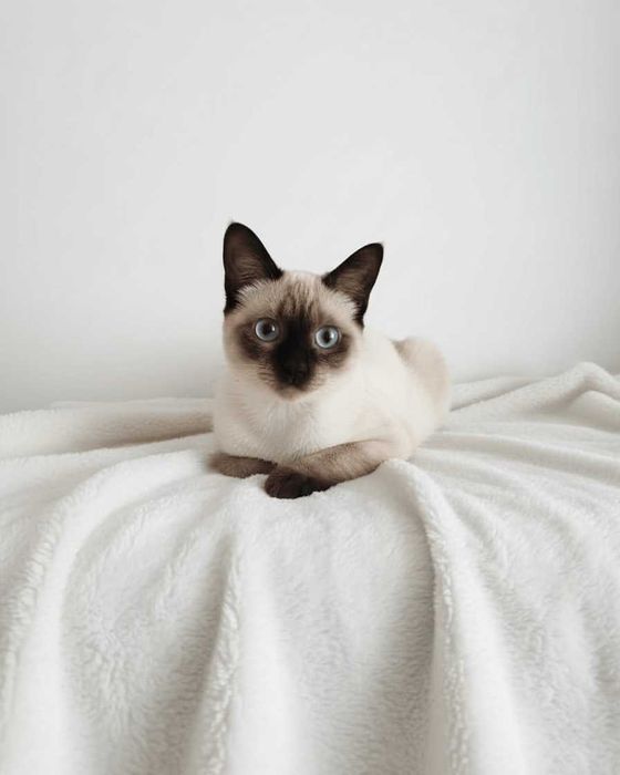 Setúbal / Margem Sul / Lisboa — PICO, gatinho cego p/ adoção especial