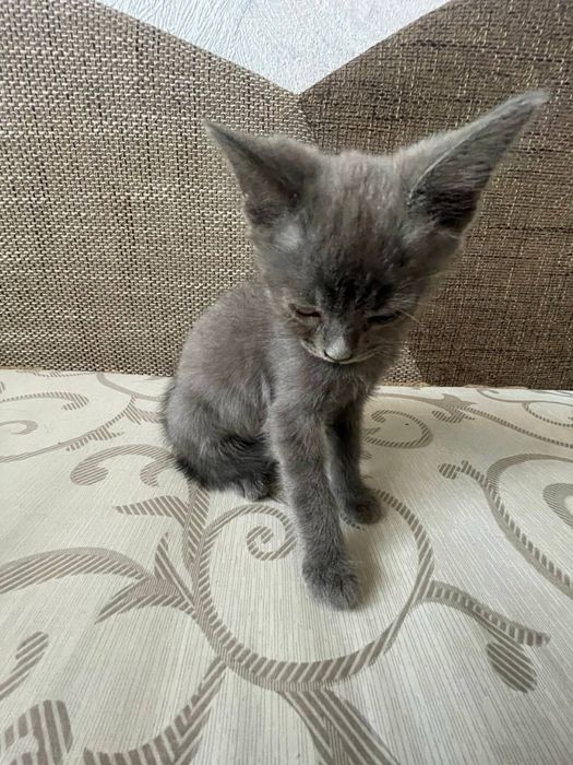 Продам кота напівбританця