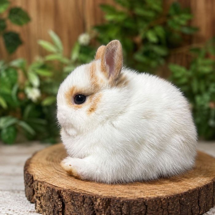 Coelhos Anões Netherland Dwarf