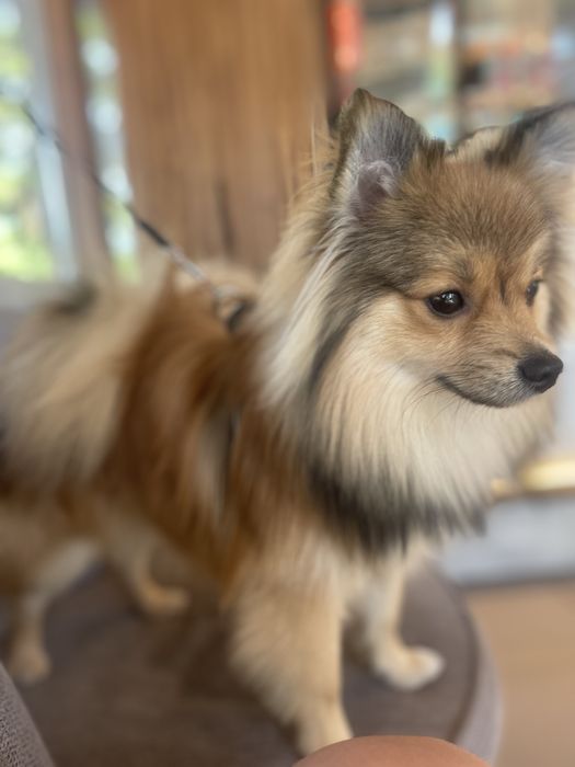 Отдам немецкого шпица