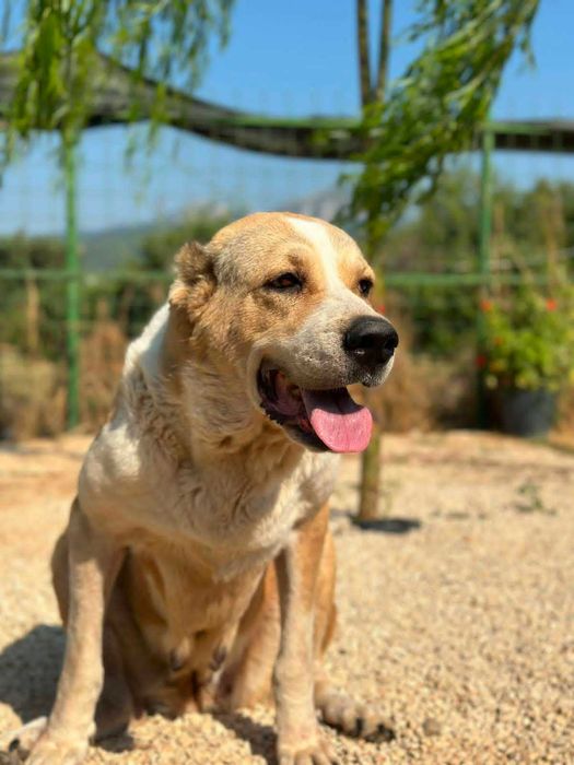 Pati - owczarek azjatycki, suka do adopcji