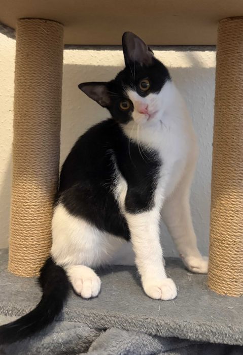 Simba - kotek do adopcji