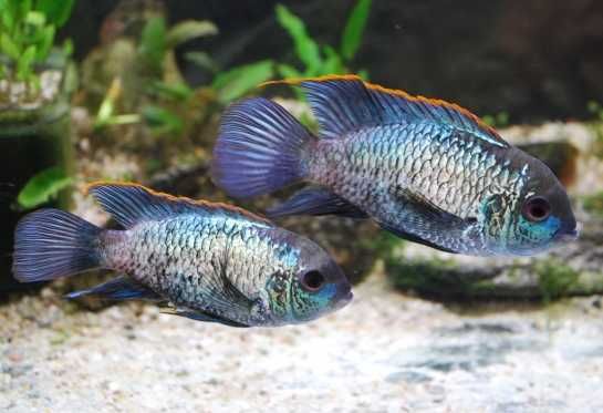 Akara Electric blue XXL 15-20cm - | Hodowla Łajski