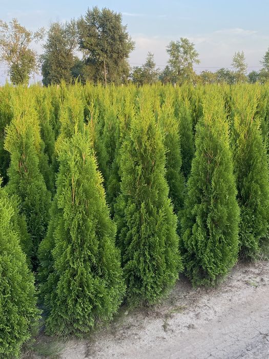 Tuje Szmaragd 140-150 DOSTAWA ‼️ SADZENIE ‼️ Producent
