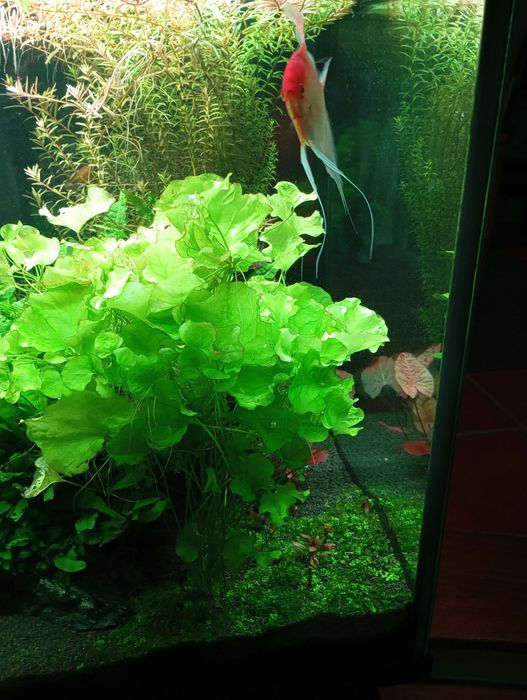 Plantas Aquario Pack