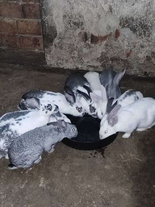 Sprzedam młode króliki